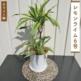 楽天市場 ドラセナ レモン ライムの通販
