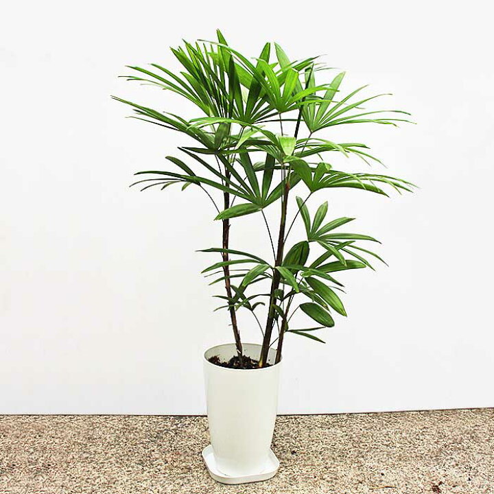 楽天市場 観葉植物 シュロチク 7号鉢 鉢底より70 90cm前後 受皿 育て方マニュアル付き 鹿児島県産 シュロ竹 指宿 御祝 新築祝 開店祝い インテリア 室内インテリア 送料無料 一部地域は送料別途加算 ギフト 御歳暮 お歳暮 特産品 鹿児島特産品 指宿特産品