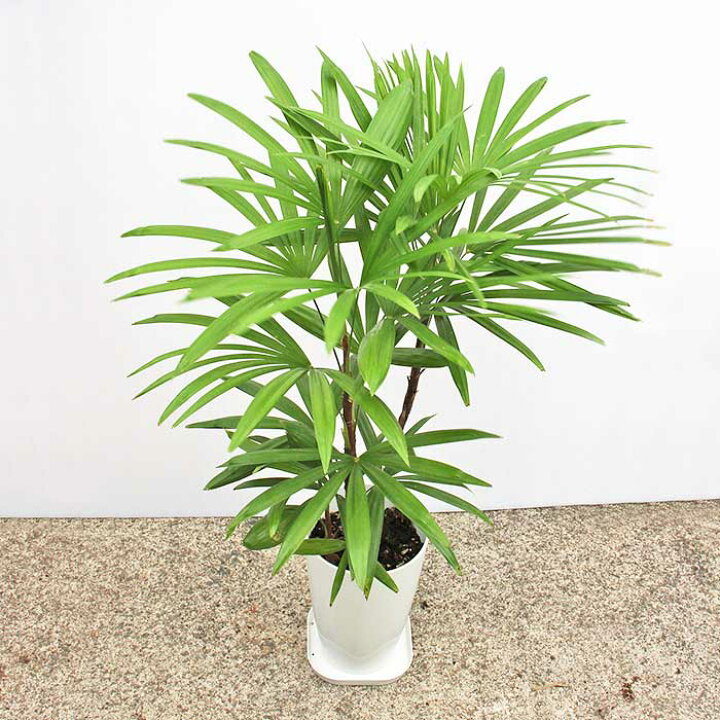 観葉植物 シュロチク 7号鉢 鉢底より70 90cm前後 受皿 育て方マニュアル付き 鹿児島県産 シュロ竹 指宿 御祝 新築祝 開店祝い インテリア 室内インテリア 送料無料 一部地域は送料別途加算 ギフト 御歳暮 お歳暮 特産品 鹿児島特産品 指宿特産品 指宿特産品