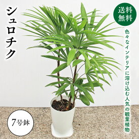楽天市場 観葉植物 種類 植物 シュロチク 高さ 植物 70cm 花 観葉植物 花 ガーデン Diy の通販