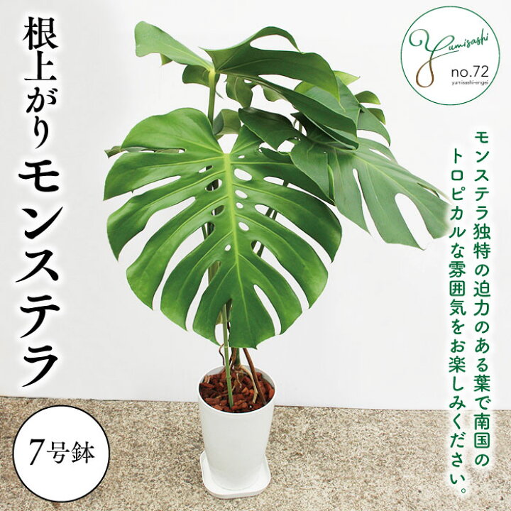 楽天市場】希少 観葉植物【根上がり】モンステラ 7号鉢(鉢底より70 