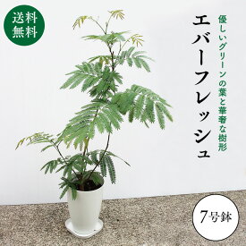 楽天市場 エバーフレッシュの通販