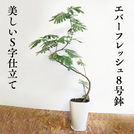 楽天市場 エバーフレッシュの通販