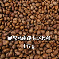 びわタネ 枇杷種 国産びわ 生種 1Kg 生枇杷種 びわの種 鹿児島 無農薬ビワ (冷凍) 令和7年産