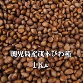 びわタネ 枇杷種 国産びわ 生種 1Kg 生枇杷種 びわの種 鹿児島 無農薬ビワ (冷凍) 令和7年産