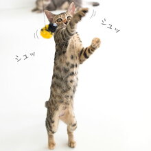 【猫】【おもちゃ】【釣り竿】【猫じゃらし】iCatFLYINGCAT釣りざお猫じゃらし付替用フライ
