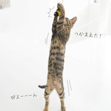 【猫】【おもちゃ】【釣り竿】【猫じゃらし】iCatFLYINGCAT釣りざお猫じゃらし付替用フライ