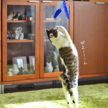 【猫】【おもちゃ】自然のものを使っていますので、様々な色がございます。色は選べません。