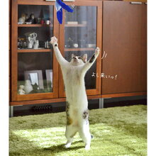 【猫】【おもちゃ】手に持つとこのサイズ(ロッド伸ばしていない状態)