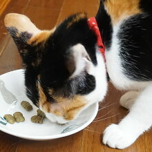 3.0kgの墨ちゃんが試食中