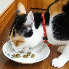 食べ応えあるので歯のケアにピッタリ