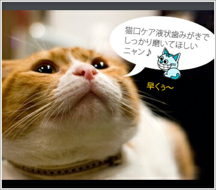 楽天市場 猫 デンタルケア 猫口ケア 猫用液状はみがき 歯ブラシ 歯磨き はみがき ハミガキ 歯垢 歯石 除去 口臭 ケア用品 Icat I Dog 楽天 あす楽 翌日配送 icat 猫首輪 猫グッズ 楽天市場 猫 デンタルケア 猫口ケア 猫用液状はみがき 歯ブラシ 歯磨き はみがき ハミガキ 歯垢 歯石 除去 口臭 ケア用品 Icat I Dog 楽天 あす楽 翌日配送 icat 猫首輪 猫グッズ