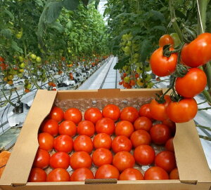 OY@gz@4L@{̔ǋyHׂg}g@OǗ@@_Ȃ@|Z@莕