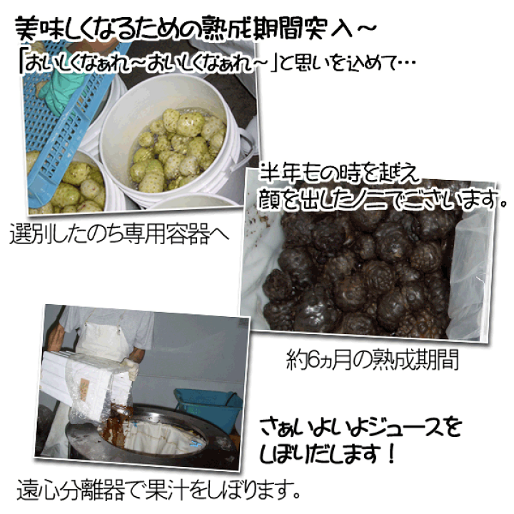 沖縄県産　ノニ（ヤエヤマアオキ、モリンダ）約24kg【常温便】① 沖縄ノニの力 | 札幌で創業約20年 沖縄の健康食品、特産品、泡盛