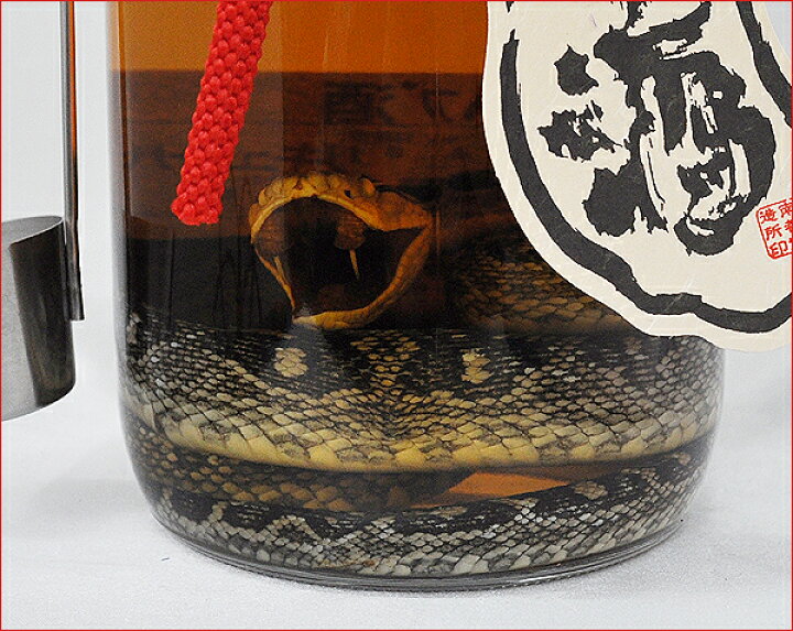 楽天市場】ハブ入りハブ酒 35度 1800ml 南都酒造所 : バラエティー 