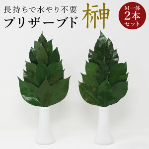 y[ցz vU[uh  v~A MTCYi΁j ֗tpVĎ擾@H sv ysz