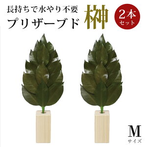  MTCY 2{Zbg 嗧ĕt vU[uhH  ֗t _Ip _ sv ST-003 ysz