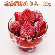 【農家直送】冷凍苺あまりん　1kg　加工用　 冷凍いちご　いちご