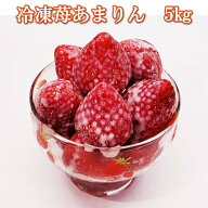 【農家直送】冷凍苺あまりん　5Kg　加工用　 冷凍いちご　いちご