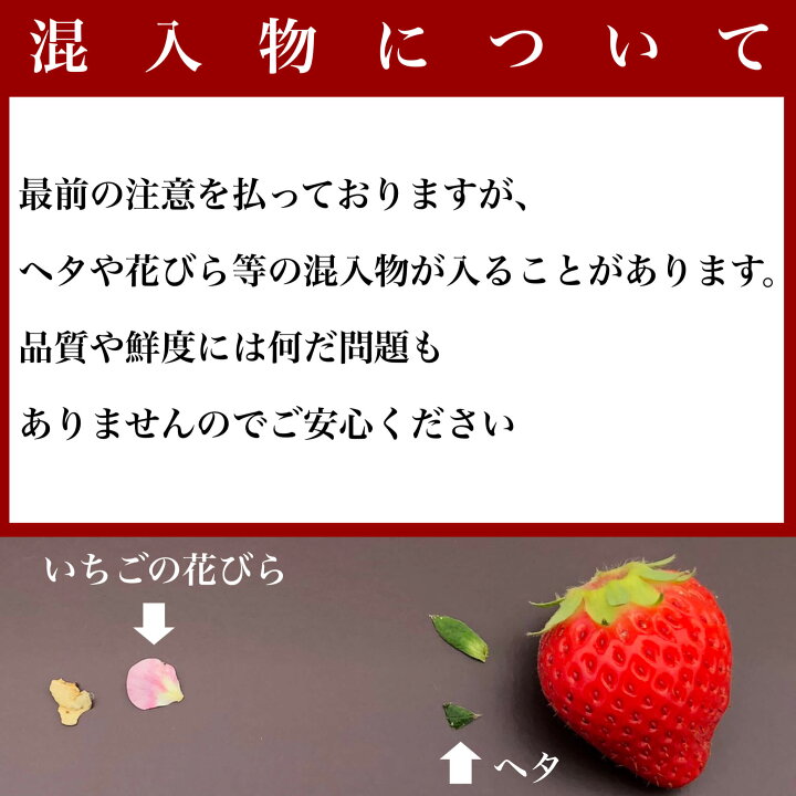 楽天市場 送料無料 淡雪 冷凍ブランドイチゴ3kg 国産 いちごジャム いちごミルク シャーベット スムージー かき氷 いちごソース ブランドいちご 調理 料理 フルーツ おやつ ケーキ 家庭用 完熟 アイス 父の日 お中元 化粧箱 業務用 Miyabi Shop