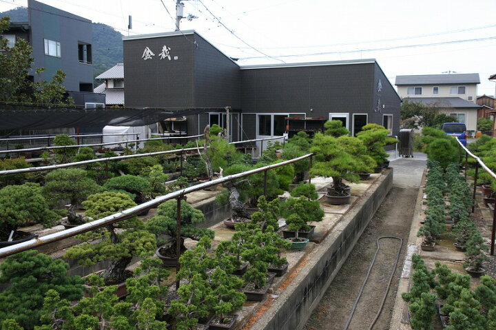 楽天市場】（株）一樹園 宮島五葉松 中品盆栽／樹齢35年 : 一樹園