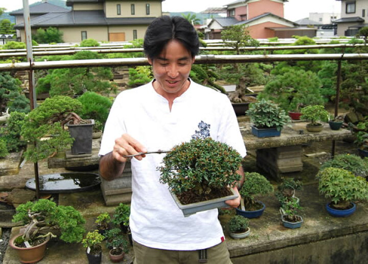 楽天市場】(株)一樹園 糸魚川真柏 貴風盆栽 樹齢18年 : 一樹園