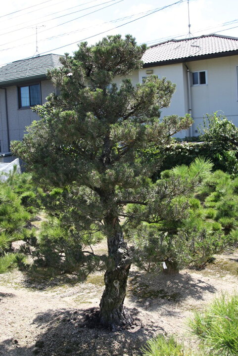 楽天市場】（株）一樹園 寿松 樹齢50年 植木 庭木 庭園樹 苗木 黒松 
