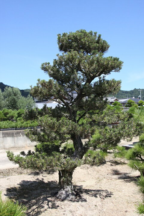 楽天市場】（株）一樹園 寿松 樹齢50年 植木 庭木 庭園樹 苗木 黒松 