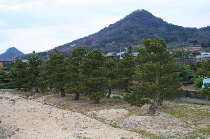楽天市場】（株）一樹園 寿松 樹齢50年 植木 庭木 庭園樹 苗木 黒松 