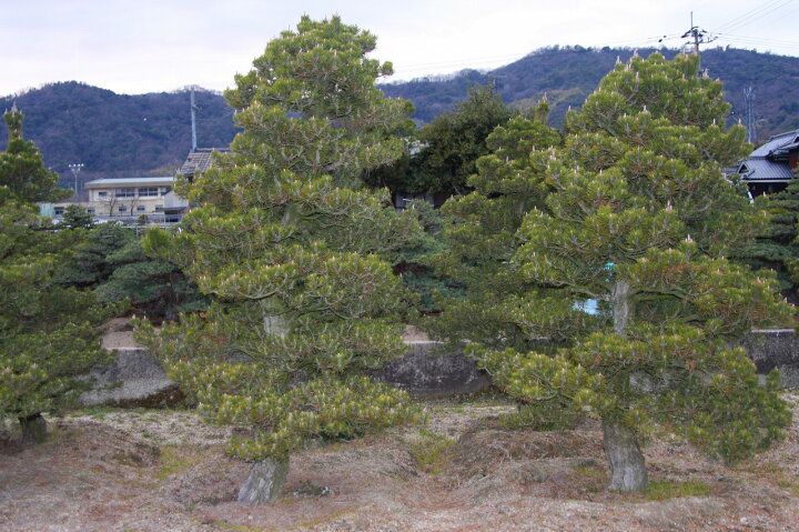 楽天市場】（株）一樹園 寿松 樹齢50年 植木 庭木 庭園樹 苗木 黒松 