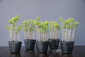 （株）一樹園　　赤松5鉢セット　　　小品盆栽／樹齢3年