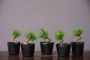 ij@@@5{Zbg@@@i~́^3N