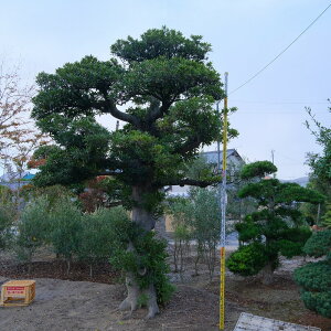 ij@@@zg̎@@؁^80N@@A؁@뉀@@