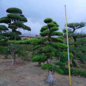 ij@@@܂@@@@؁^60N@@A؁@뉀@@