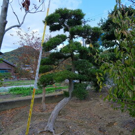 （株）一樹園　　　まき　　　　庭木／樹50年　　植木　庭園樹　箱庭　造園