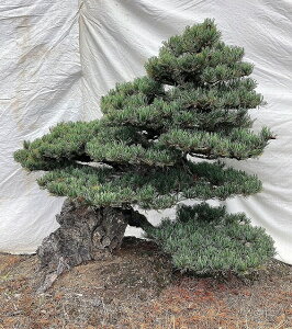 五葉松 庭木 盆栽 植木」の人気商品一覧 | 安い商品を通販サイトから 
