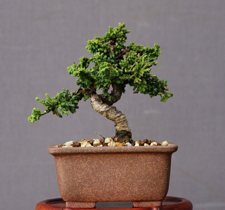 小品 石付 石化桧盆栽】 ⭕希少、管理が楽❗真柏 織り込ま 他