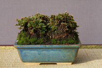 楽天市場】庭木 松（盆栽｜花・観葉植物）：花・ガーデン・DIYの通販