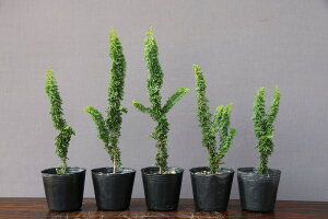 ij@@@ΉO5{Zbg@@@i~́^3N