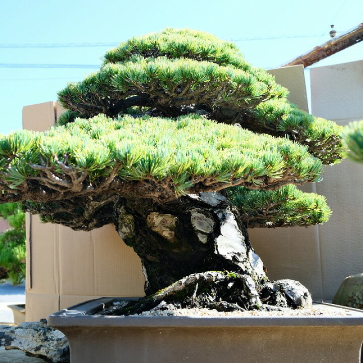 五葉松 盆栽 推定樹齢100年超 bonsai