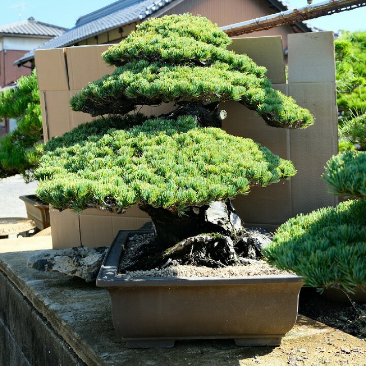 楽天市場】（株）一樹園 宮島五葉松 大品盆栽／樹齢100年 : 一樹園