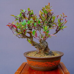 ij@@@n}qTJL@@i~́^50N