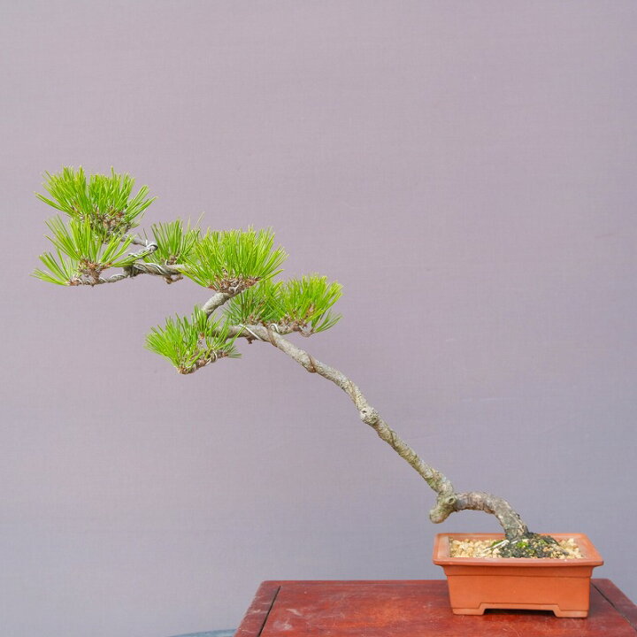 盆栽】黒松 樹齢40〜50年