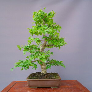 ij@@@@@܂݁@@@i~́^50N