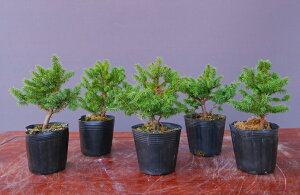 (株)一樹園    蝦夷松(千歳丸)5本セット     小品盆栽/樹齢5年