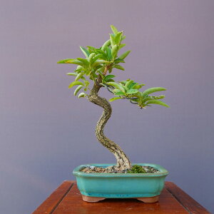 ij@@r܂݁@@@@i~́^13N