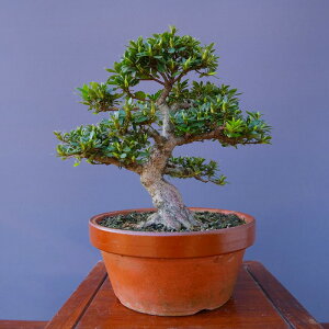 ij@@@@Hy@@R@z@@@i~́^25N