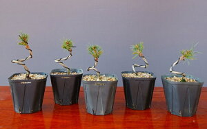 ij@@ˌܗt5{Zbg@@i~́^3N