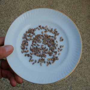 �i���j������@�@�@�����̎�200���@�@�@�S�����������@�y�@�N�[�|���A������ΏۊO���i�@�z�@�@���ˎ��������ܗt���^�����~�H���O�A�ؗ������Ԃ��j���v���[���g