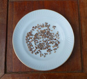 �i���j������@�@�@�ԏ��̎�100���@�@�@�@�@�@�S�����������@�@�@�y�@�N�[�|���ΏۊO���i�@�z�@�@���ˎ��������ܗt���^�����~�H���O�A�ؗ������Ԃ��j���v���[���g